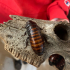 Hissing Cockroaches