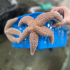 Sea Stars
