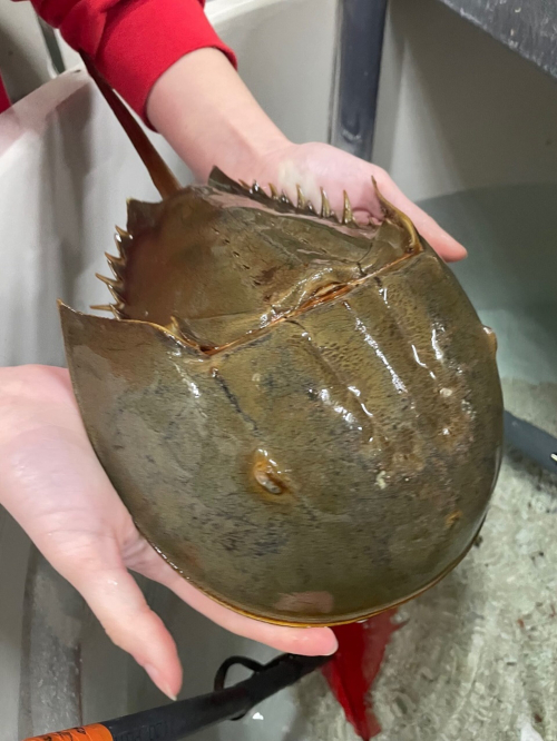 Horseshoe Crabs