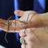 Stick Bugs