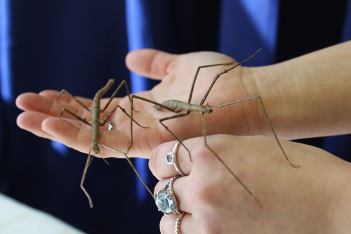 Stick Bugs