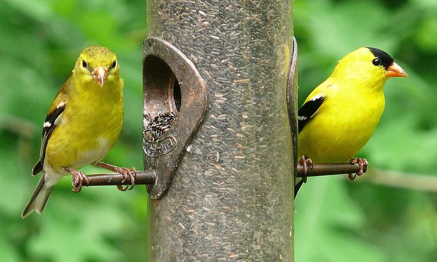 Two yellow birds stay perched on a bird feeder, the leftmost bird more dull than the right