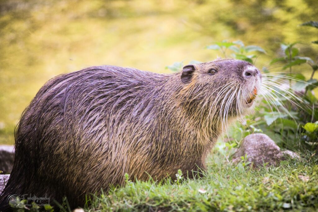 A beaver with both light and dark brown coloration sits on the grass along the waters edge