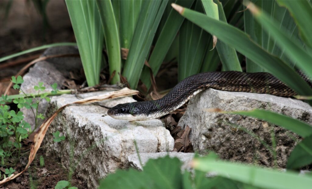 a medium sized black snake slithering through the grass and down rocks