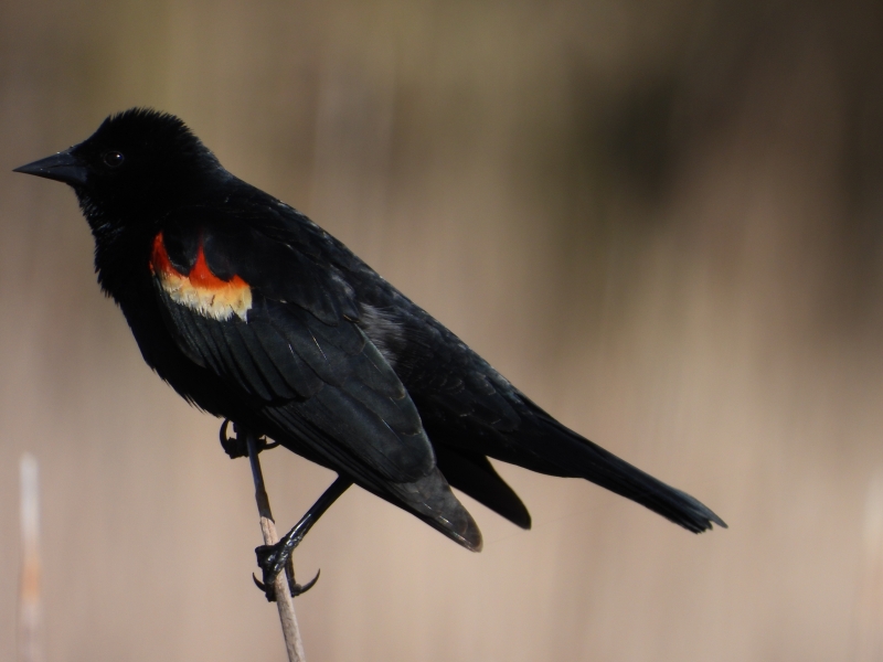 A blackbird with red shouldered wings sits on a branch