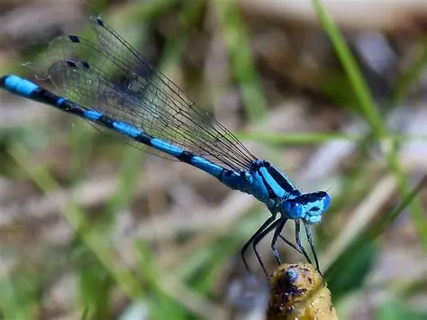A vibrant blue dragonfly sitting on plant stem