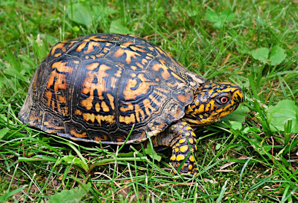 A turtle with a shell covered in yellow and black patterns, sitting on a grassy patch