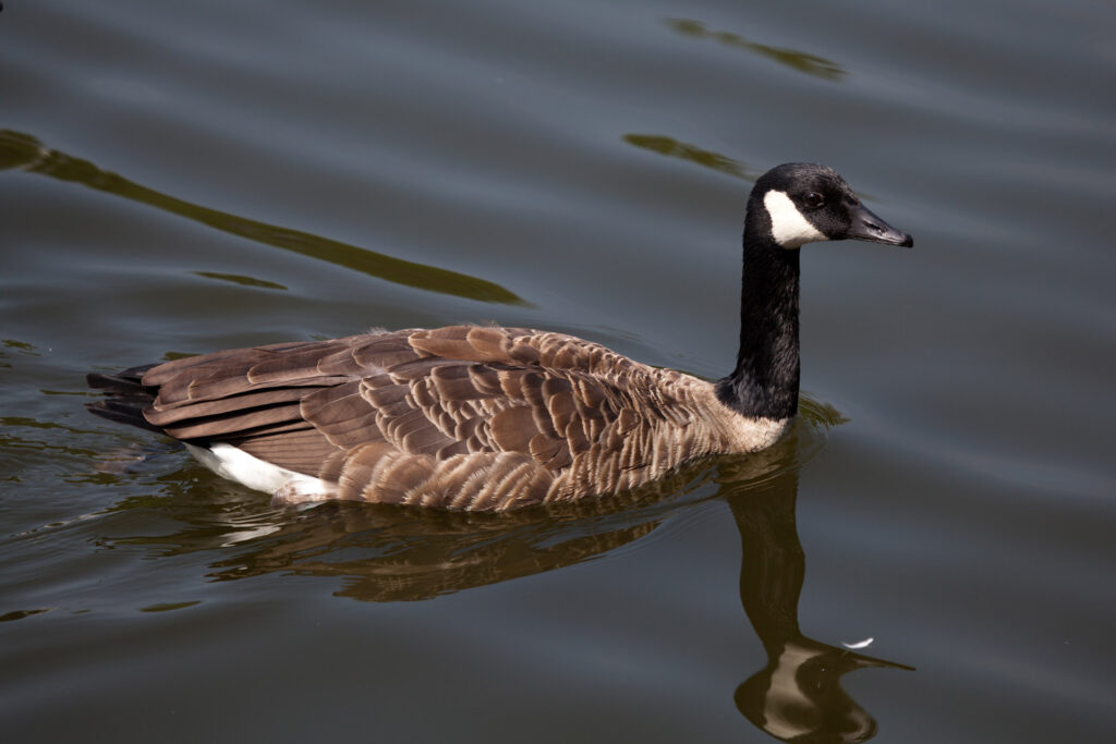A Goose with brown plumage and a black head lightly treading across the surface of the water