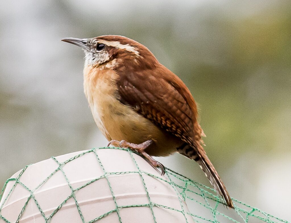 A small brown bird sits on a white surface