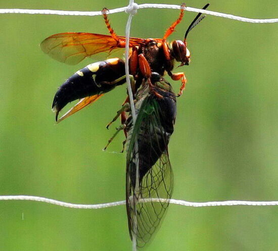 A wasp with red-ish wings and a yellow striped abdomen hanging onto its prey, a cicada