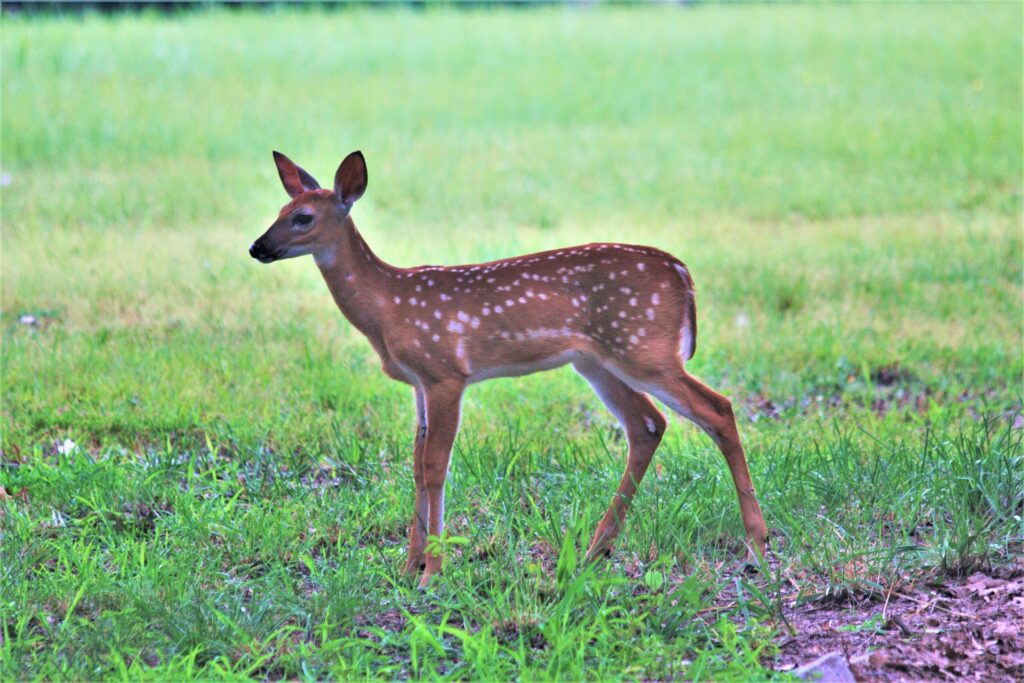 a young white tail deer with white speckles stands in a field