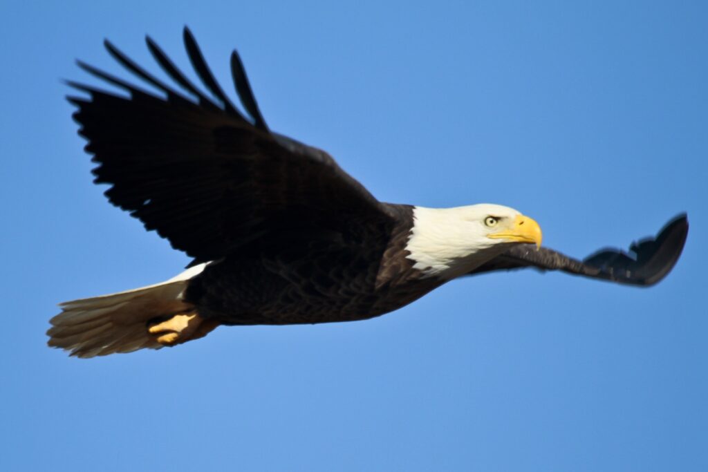 A larger Black eagle with a fully white head soars through the sky