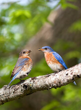 Two blue birds with orang-red plumage on their chest