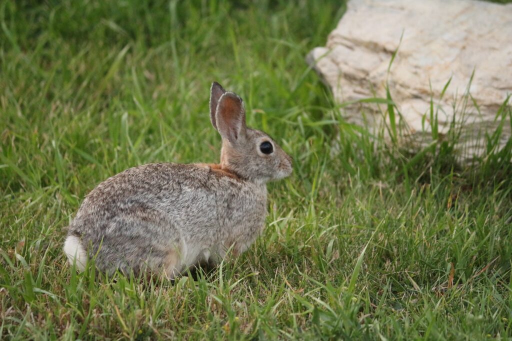 A small grey rabbit with a fluffy white tail sits in a grass field