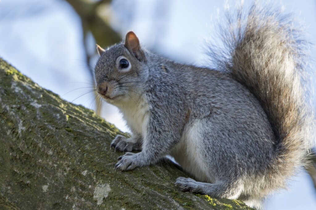 A grey squirrel clings on to a tree