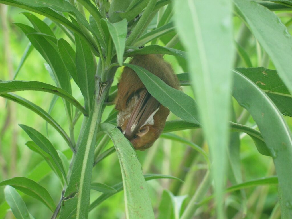 A small Red Bat hanging from green weeds, slightly hidden away