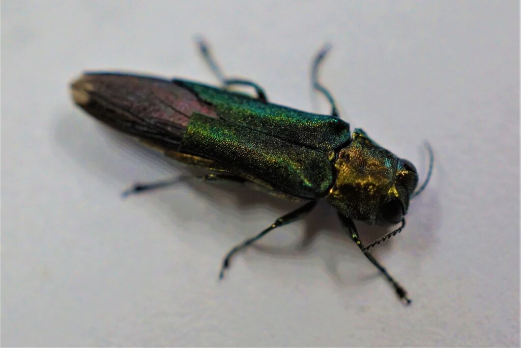 A vibrant metallic insect sits against a white backdrop
