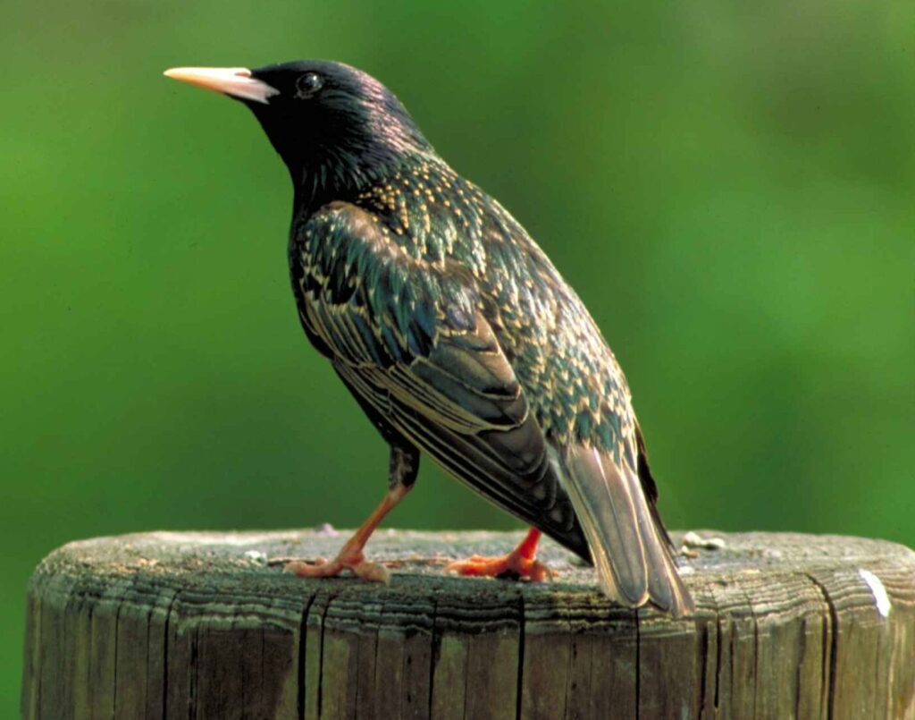 A close-up of a black bird with shimmering green and blue plumage and white specs sitting on a log