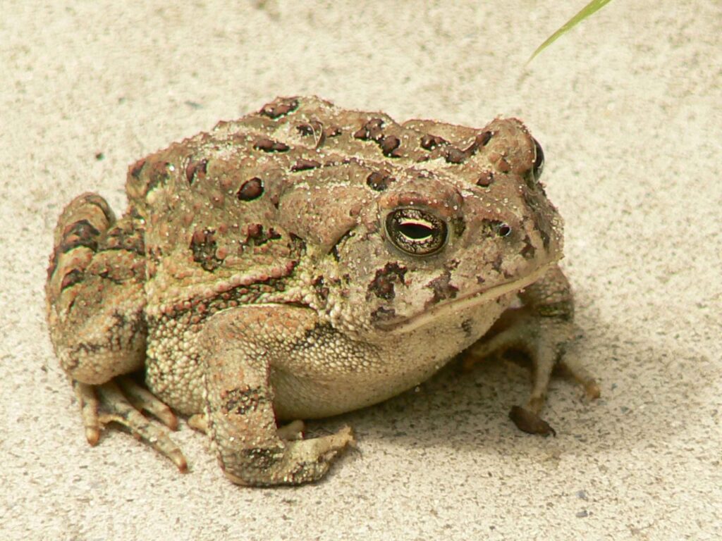 A light brown toad with dark markings sits still on the sand