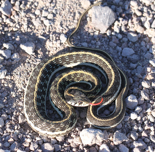 A snake with dark and slight stripes along its body and a yellow stripe down the its center coiled while resting on rocky ground