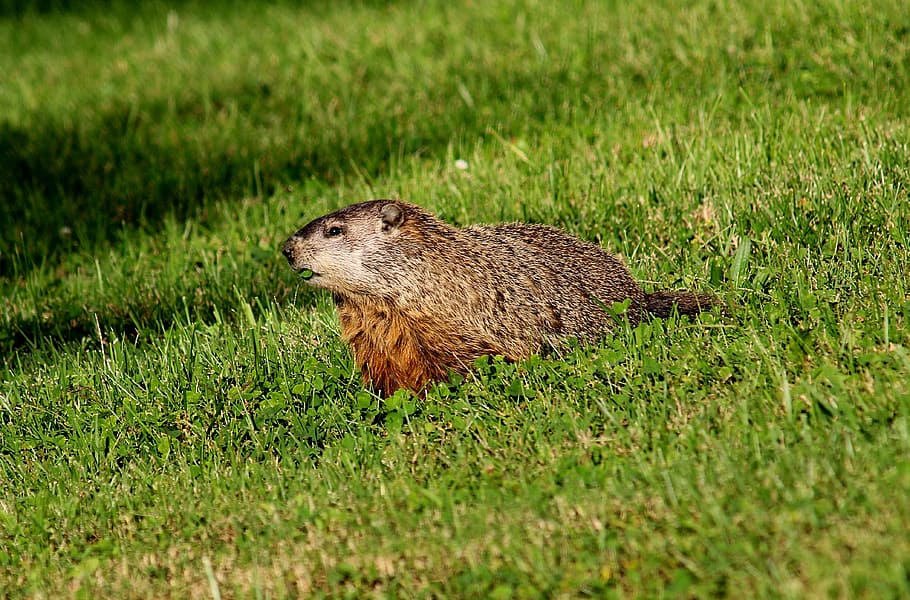 A groundhog with brown fur stands in a grass field