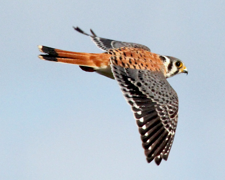 a flying bird with a red-orange tail and back with grey wings soars through the sky