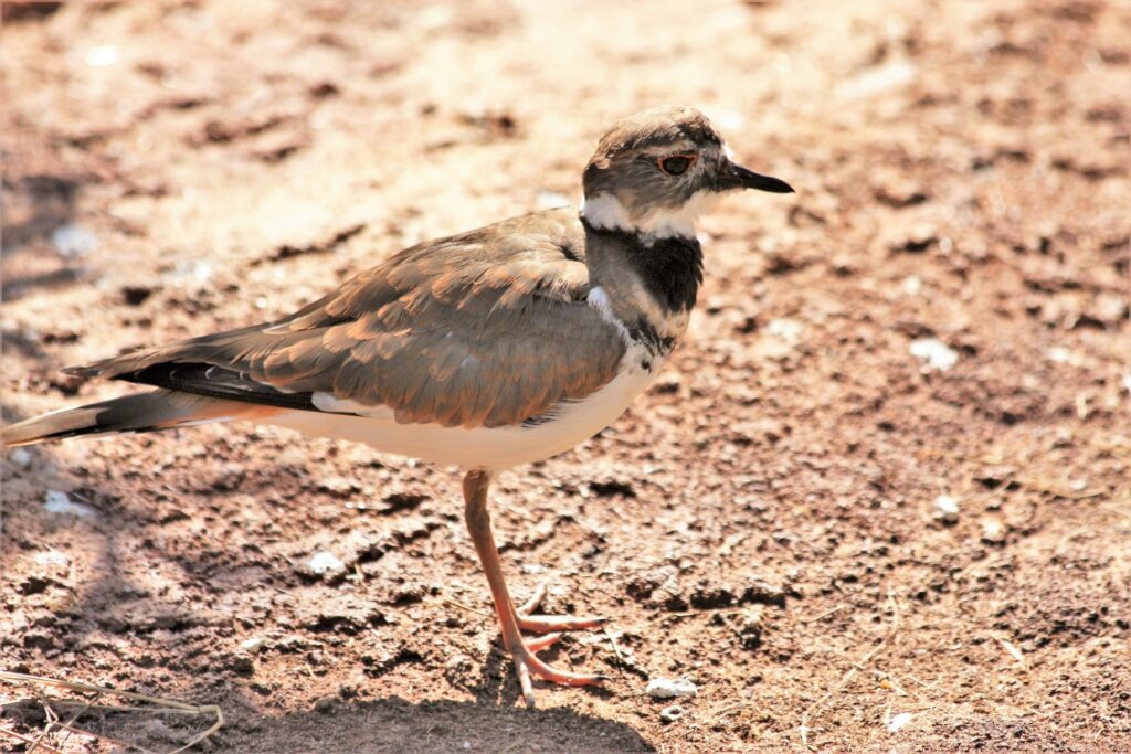 A small bird with dark and light plumage