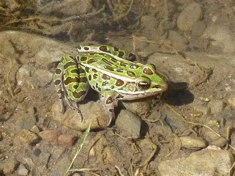 A green frog with darks spots and markings sitting on rocks in shallow water