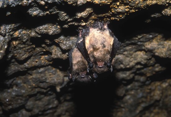 Two small brown colored bats hang on the top of a cave