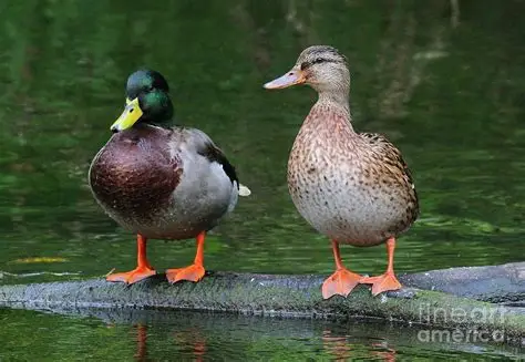 Two Mallard ducks standing on a floating log in the river, the left, a male with a bright yellow bill and green head, followed by a darker brown chest, to the right a female mallard stands with a white chest, speckled with brown dots, and an orange bill