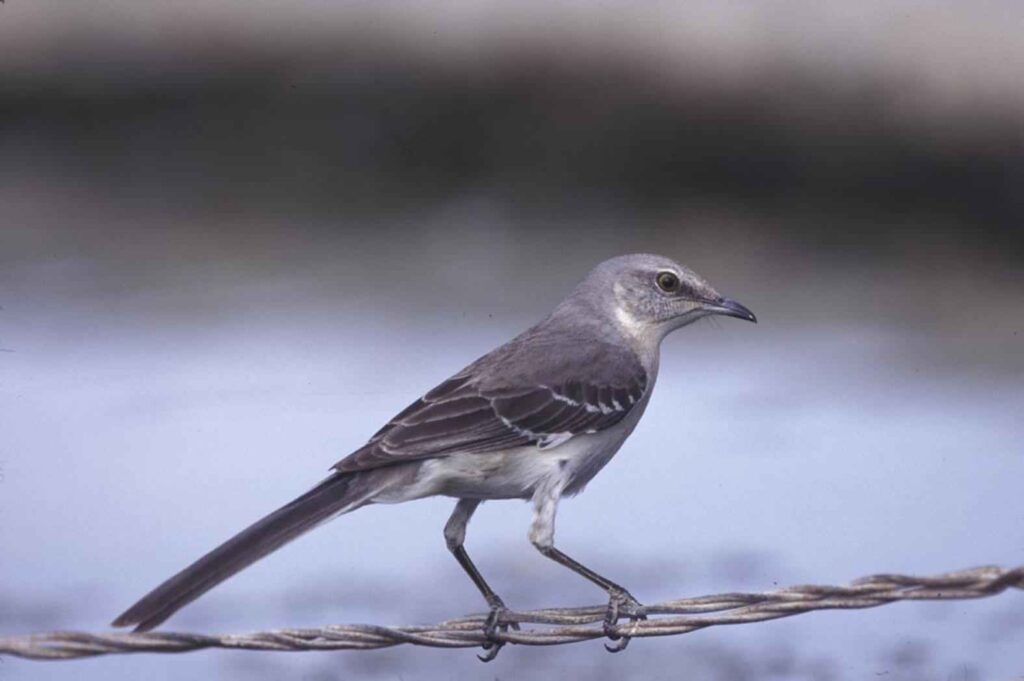 A grey bird perched on a wire