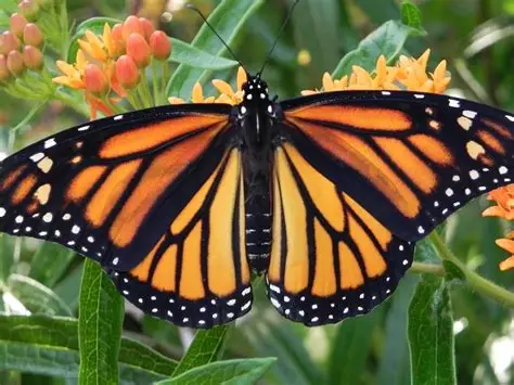 a close-up of a bright orange butterfly with white specks along her darker black outlines along its wings sitting on an orange flower