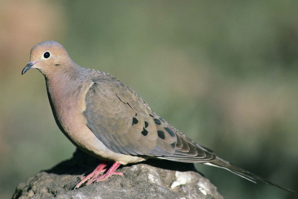 A grey dove with faintly red plumage around its chest sitting on a rock