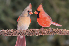 A grey bird on the left and a red on the right both with red beaks, the red bird has black plumage around its eyes and beak, sit on a tree branch
