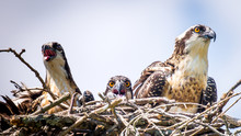 a nest of birds with mostly brown plumage, except for their white underbelly with brown spots
