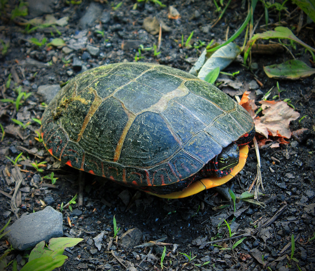 A green-shelled turtle with red along the edges of hiding within its shell