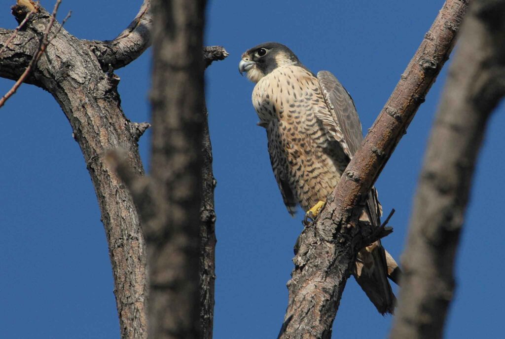 A grey falcon with a white belly speckled with orange sits on a tree branch
