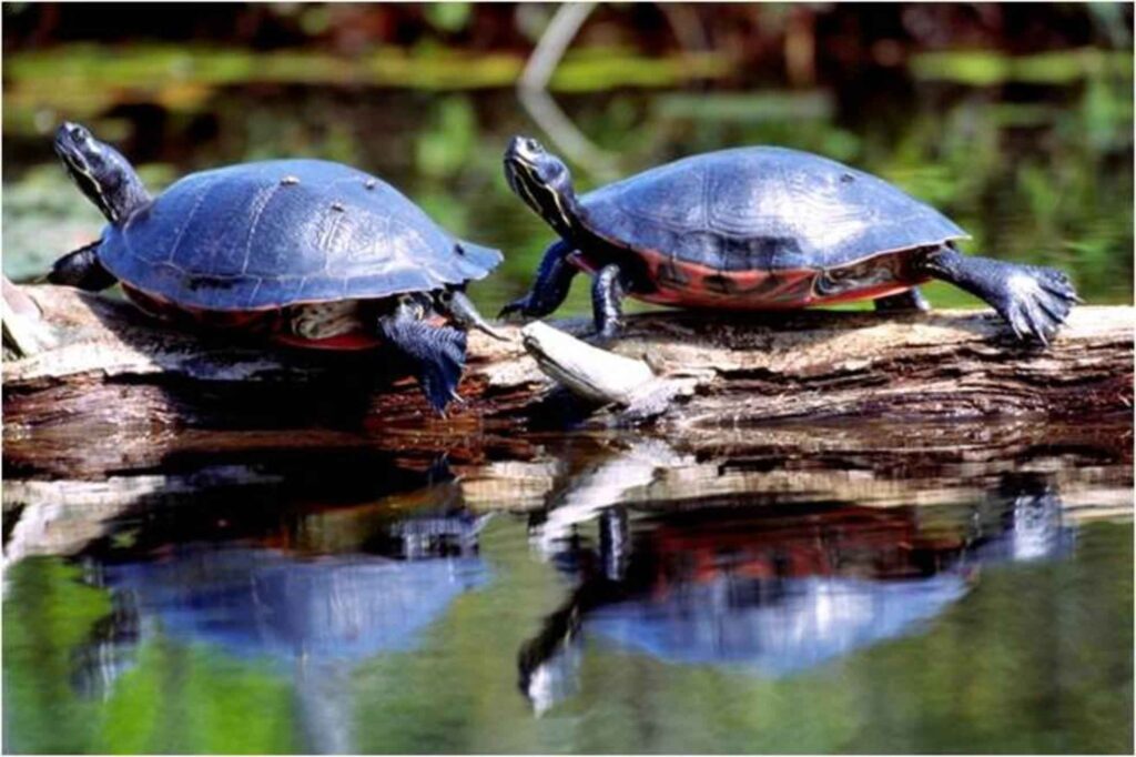 Two aquatic turtles sitting on top of a tree log along the water with red bellies