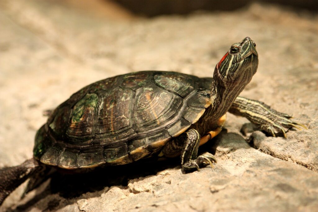A turtle with a red marking along its eye sitting on rocky terrain