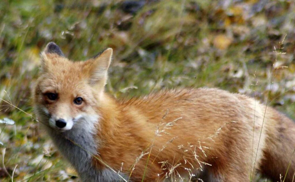 A fox with orange-red fur and a white underbelly standing in a field