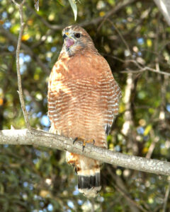 A Hawk with red plumage sits on a tree branch with its beak open