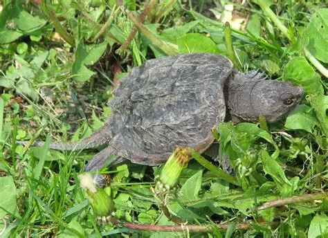 A large grey turtle with a tough and rigid shell sitting atop dense vegetation