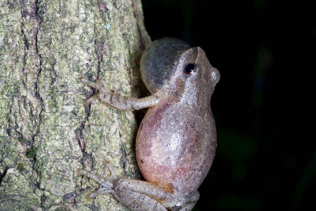 A small frog of a light pink color, clinging to a tree while expanding its throat
