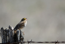 A small sparrow with a stripe of yellow next to its eye, sitting on a fence