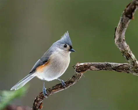 A small bird with a white chest and light blue grey plumage over its body sits on a branch