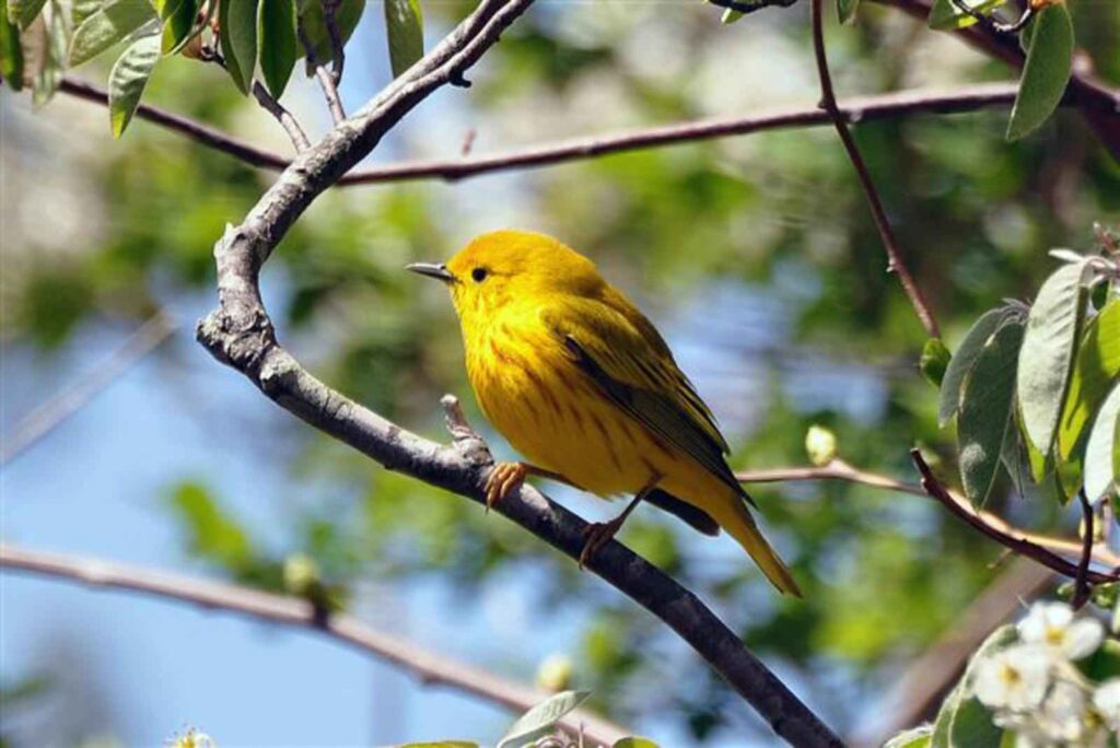 a small yellow bird with light red stripes along its chest sits on a branch