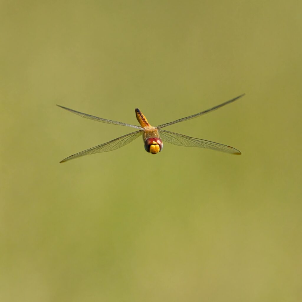 A golden-brown dragonfly in mid-flight with its wings spread wide against a blurred green background.