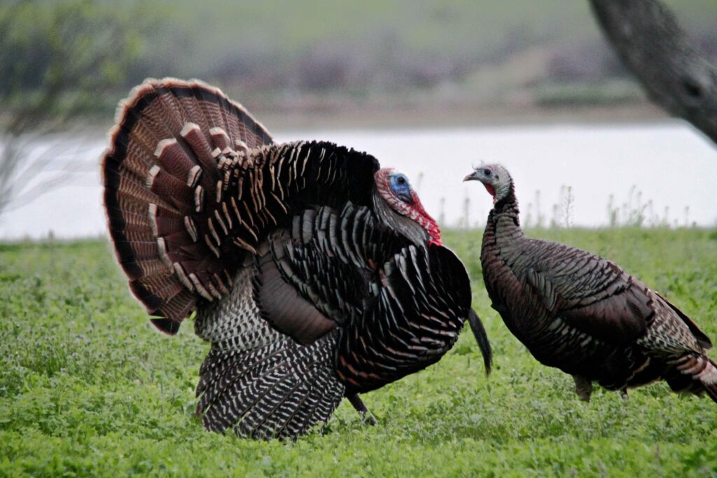 On the left, a male wild turkey with red coloration around its beak, and a female on the right with less plumage both darker in color