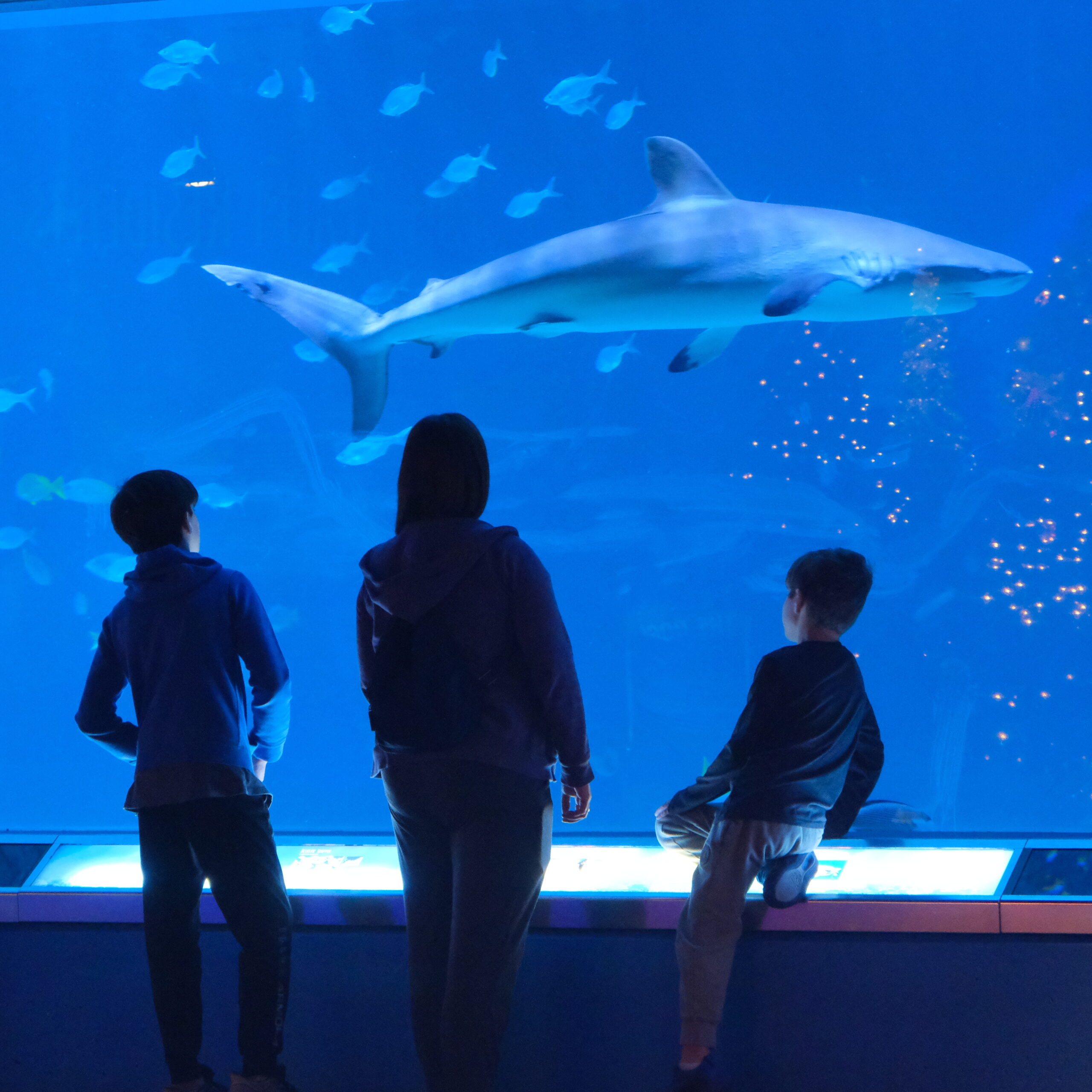 Anonomus Overnight Guest