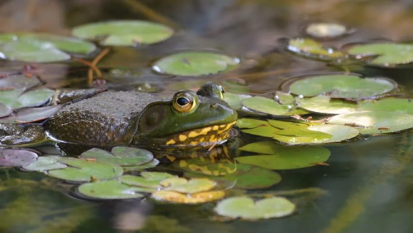 A green Bullfrog half half-submerged in the water, leaves its head to poke out